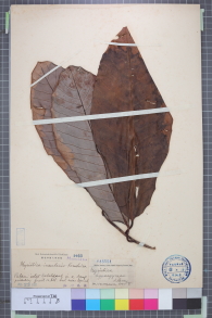 Specimen thumbnail